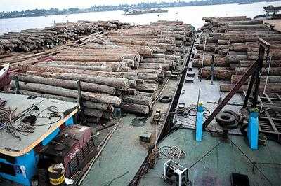2014年7月，缅甸，大量被砍伐的木材正在运输。缅甸部分地区乱砍滥伐现象严重，中央政府多次采取打击行动。